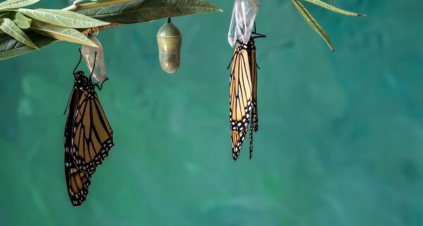 processus de transformation du papillon